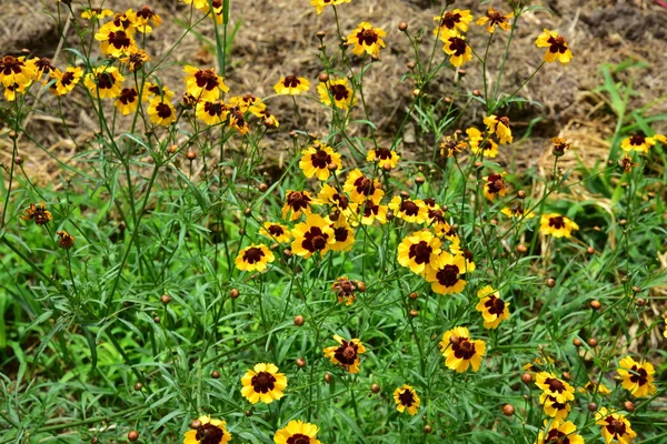 Close Beautiful Yellow Flowers Summer Concept — Foto Stock