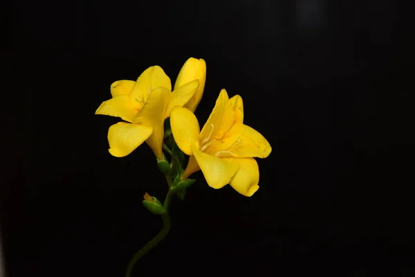 Крупним Планом Жовті Квіти Чорному Фоні — стокове фото