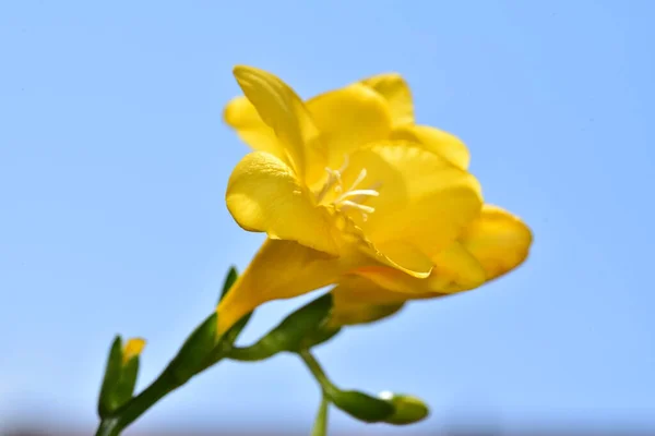 Mavi Arkaplanda Güzel Sarı Bir Çiçek — Stok fotoğraf