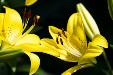 güzel zambak çiçekleri, çiçek konsepti imajı