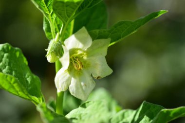 Bahçede büyüyen güzel beyaz çiçekler