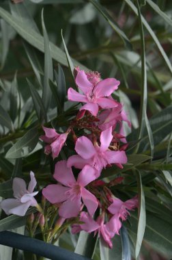 bahçede büyüyen güzel pembe çiçekler