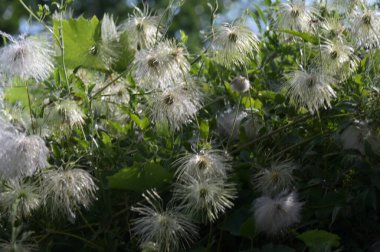 Bahçede büyüyen güzel beyaz çiçekler