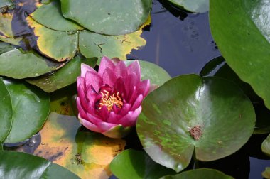 Gölette güzel pembe nilüfer çiçeği, yakın görüş.
