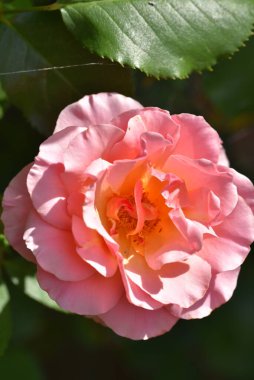 bahçede büyüyen güzel pembe gül