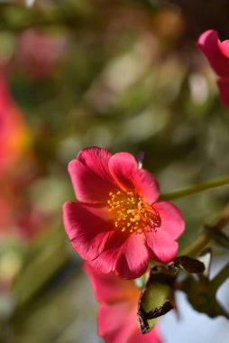 bahçede büyüyen güzel pembe çiçekler