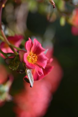bahçede büyüyen güzel pembe çiçekler
