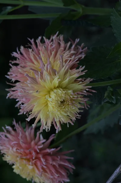 Красивые Розовые Желтые Цветки Растут Саду — стоковое фото