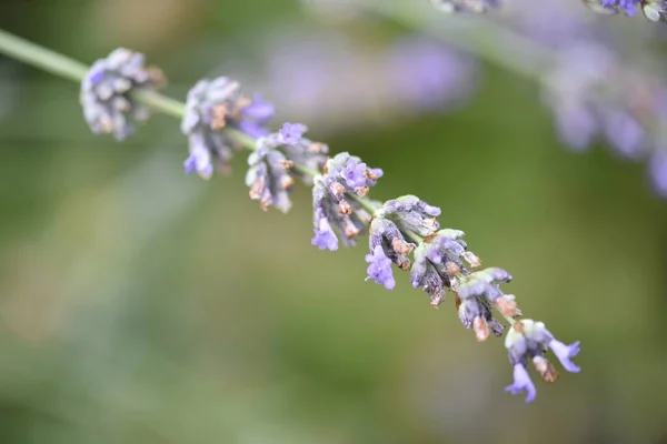 Close Beautiful Purple Flowers Summer Concept — Stock Photo, Image