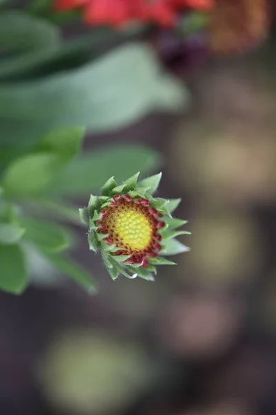 庭の美しい赤花 — ストック写真