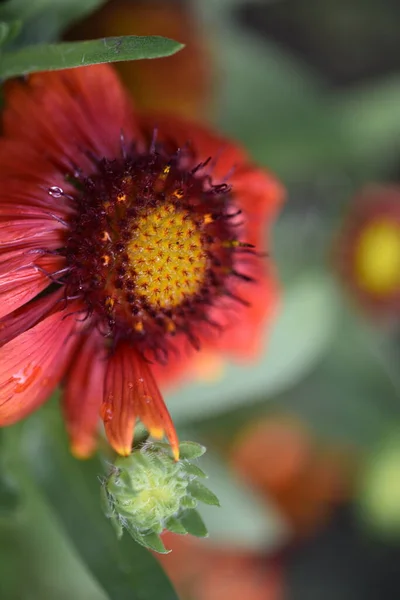 Hermosas Flores Rojas Que Crecen Jardín — Foto de Stock