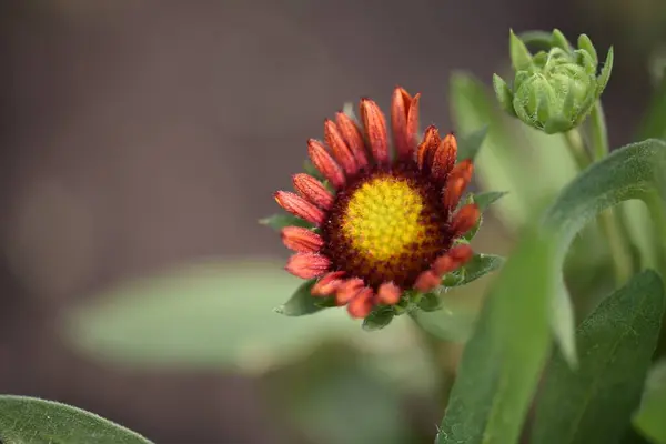 Hermosas Flores Rojas Que Crecen Jardín — Foto de Stock