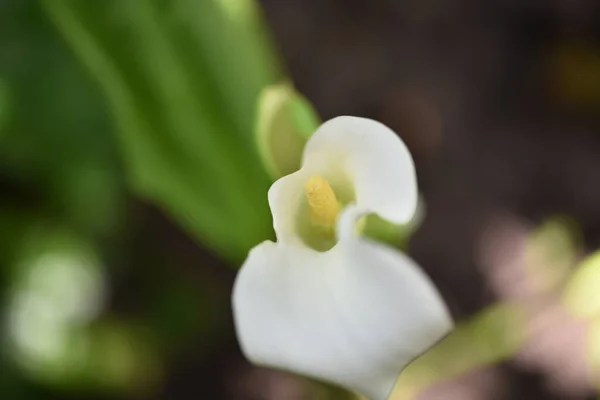 Belles Fleurs Blanches Poussant Dans Jardin — Photo