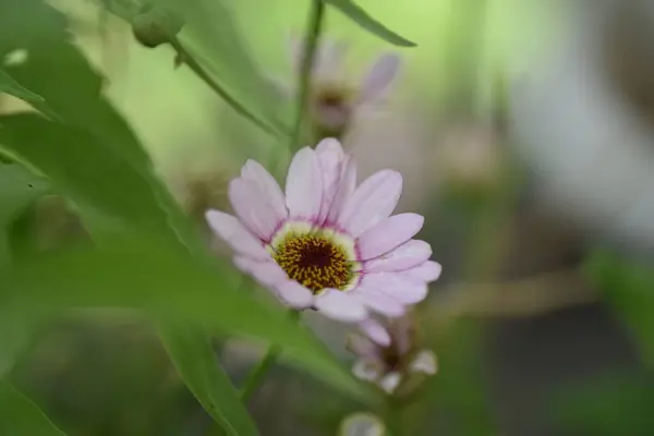 Beautiful Tender Flowers Growing Garden — Foto de Stock