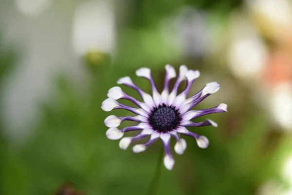 Close Van Witte Paarse Bloemen Tuin — Stockfoto