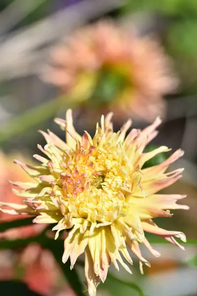 Gyönyörű Sárga Rózsaszín Színű Virág Kertben — Stock Fotó