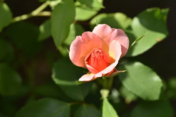 Krásná Růžová Růže Rostoucí Zahradě — Stock fotografie