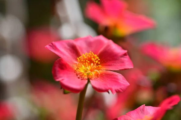 Mooie Roze Bloemen Groeien Tuin — Stockfoto