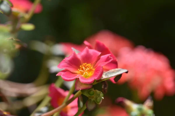 Belles Fleurs Roses Poussant Dans Jardin — Photo