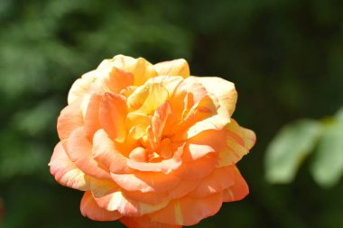 Bahçede büyüyen güzel bir gül