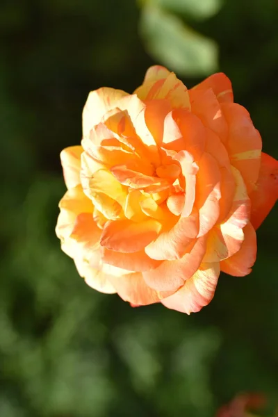 Gyönyörű Virágzó Rózsa Kertben — Stock Fotó