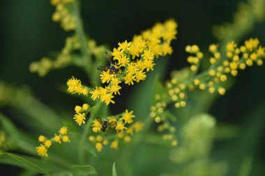 Güzel sarı çiçeklere yakın, yaz konsepti.