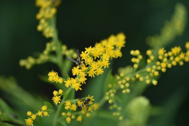 Güzel sarı çiçeklere yakın, yaz konsepti.