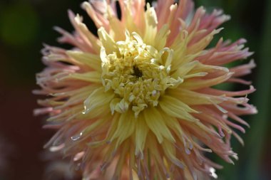 Bahçedeki güzel sarı ve pembe renkli çiçek