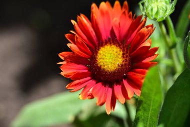 bahçede büyüyen güzel kırmızı çiçekler