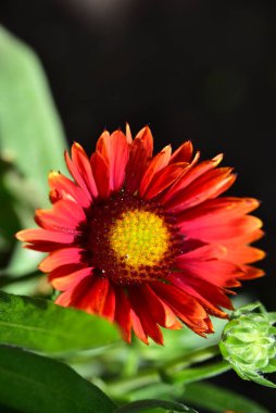 bahçede büyüyen güzel kırmızı çiçekler