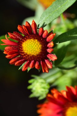bahçede büyüyen güzel kırmızı çiçekler