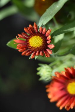 bahçede büyüyen güzel kırmızı çiçekler