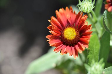 bahçede büyüyen güzel kırmızı çiçekler