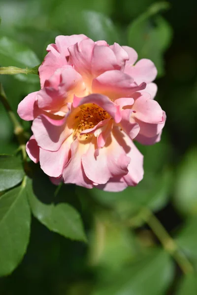 庭で育つ美しいピンクのバラ — ストック写真