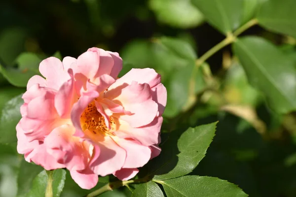 Beautiful Pink Rose Growing Garden — Stock Photo, Image