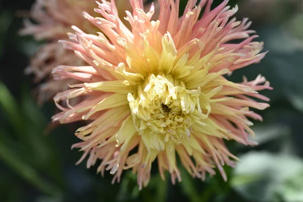 Bela Flor Cor Amarela Rosa Jardim — Fotografia de Stock