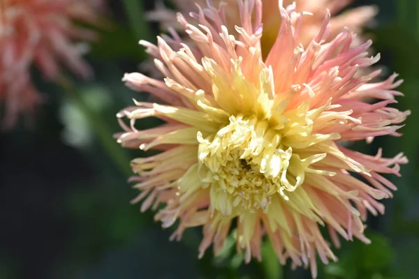 Красивый Желтый Розовый Цветок Саду — стоковое фото