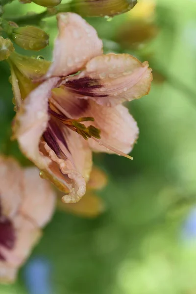 美丽的百合花 花卉概念形象 — 图库照片