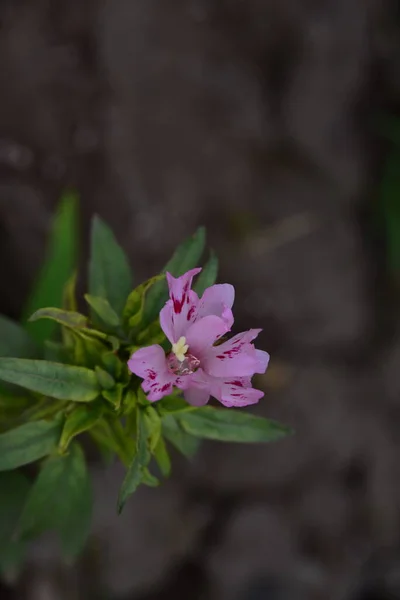 Bellissimi Fiori Rosa Che Crescono Giardino — Foto Stock