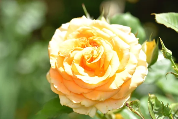 Hermosa Flor Rosa Amarilla Jardín —  Fotos de Stock