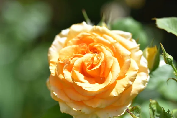 Hermosa Flor Rosa Amarilla Jardín — Foto de Stock