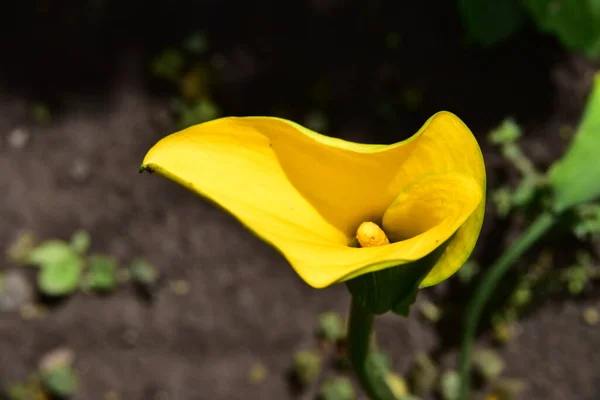 Крупный План Красивых Желтых Цветов Летняя Концепция — стоковое фото