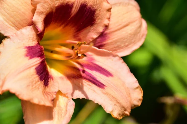 Vackra Lilja Blommor Blommigt Koncept Bild — Stockfoto
