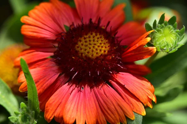 Hermosas Flores Rojas Que Crecen Jardín — Foto de Stock