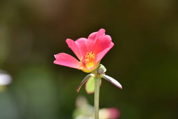 Schöne Rosa Blüten Die Garten Wachsen — Stockfoto