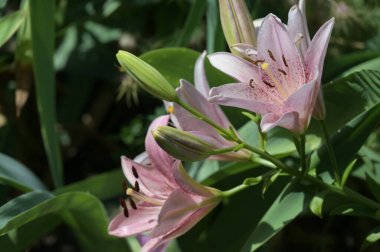 güzel zambak çiçekleri, çiçek konsepti imajı