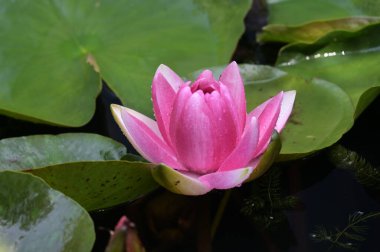 Gölette güzel pembe nilüfer çiçeği, yakın görüş.