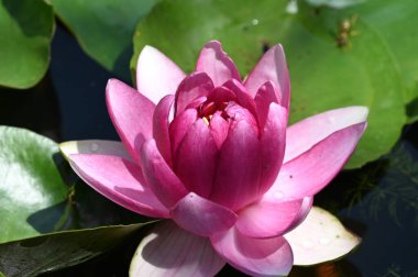 Gölette güzel pembe nilüfer çiçeği, yakın görüş.