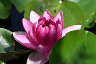 Gölette güzel pembe nilüfer çiçeği, yakın görüş.