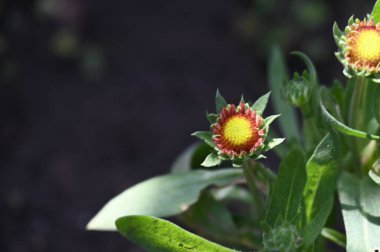 Yaz bahçesinde yetişen kırmızı çiçekler.